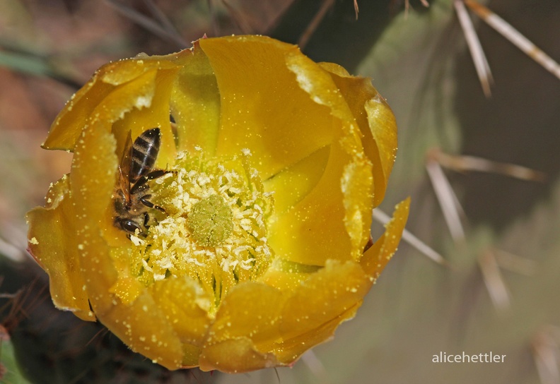 Kaktusfeige (Opuntia ficus-indica)